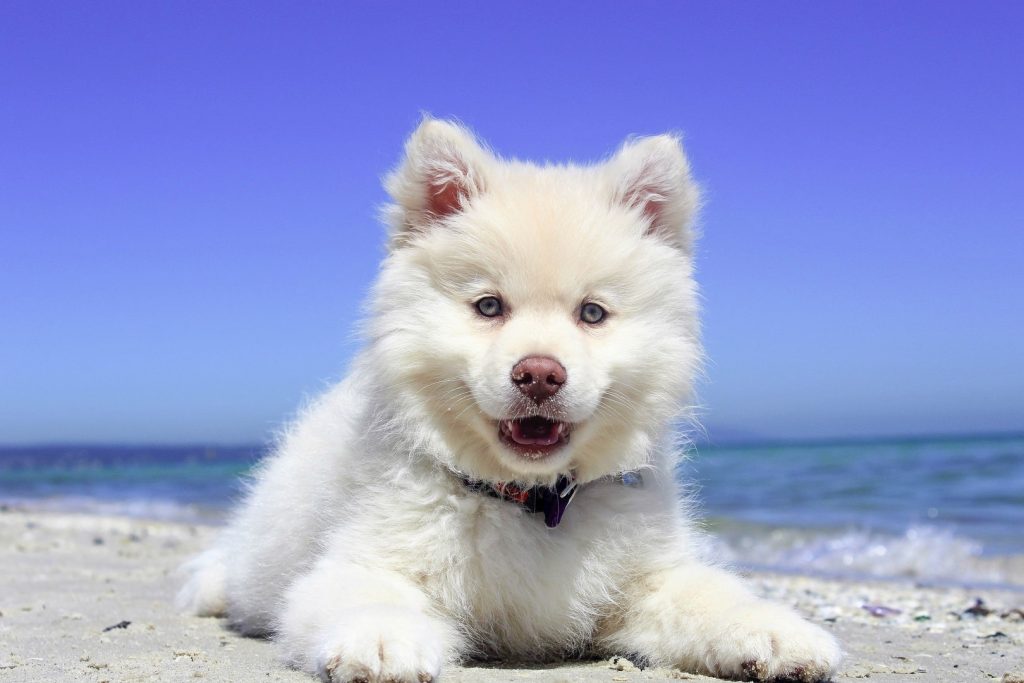 Love me love my dog