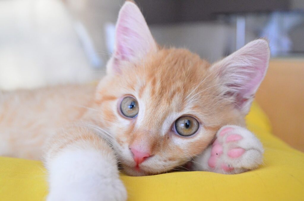 Love Every Pet