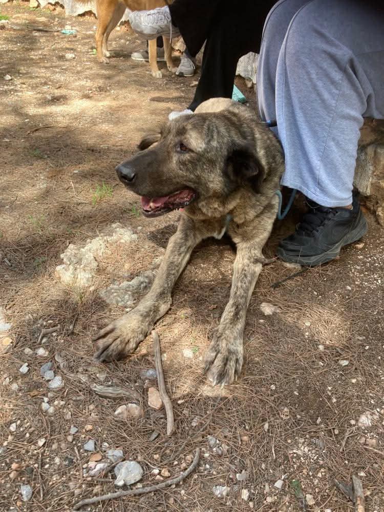 Τάισον