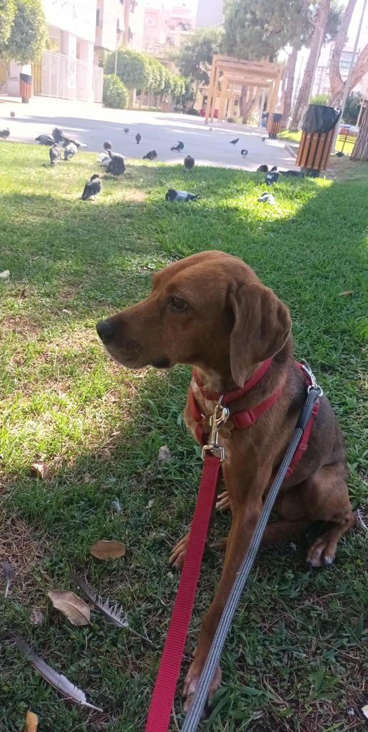 Maya