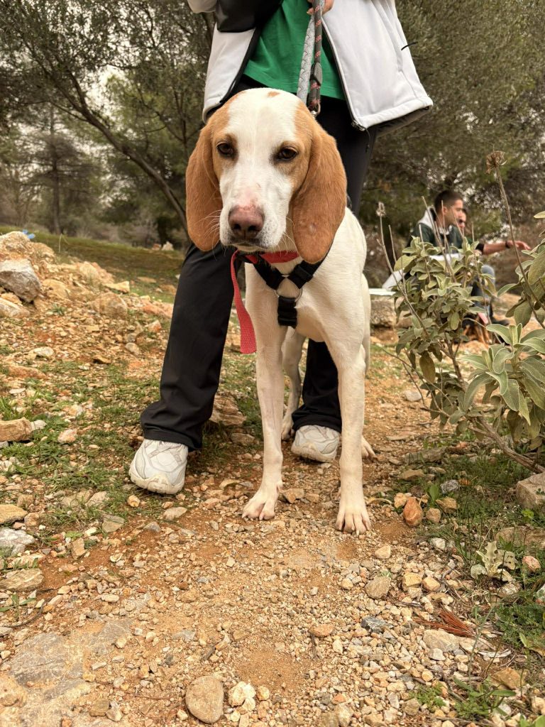 Τζίνα